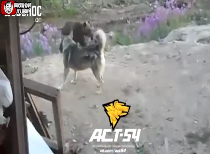 Video :After their dog plays with a bear baby, they chuckle, and the youngster's mother shows up (3 fatalities)